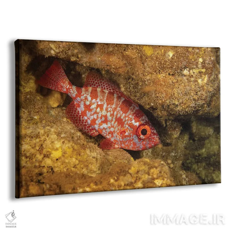 تابلو Heteropriacanthus Cruentatus, In A Cavern During The Day In Hawaii,یک اسنپر چشمدرشت معمولی (Heteropriacanthus cruentatus) در غاری در طول روز، هاوایی اثر دیوید فلیتهام - نمای پرسپکتیو محصول