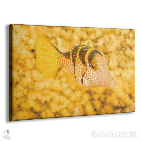 تابلو Canthigaster Axiologus, In Front Of A Yellow Gorgonian Sea Fan, Philippines,یک ماهی بادکنکی تاجدار (Canthigaster axiologus) در مقابل یک بادبزن دریایی گورگونیان زرد، فیلیپین اثر دیوید فلیتهام - نمای پرسپکتیو محصول