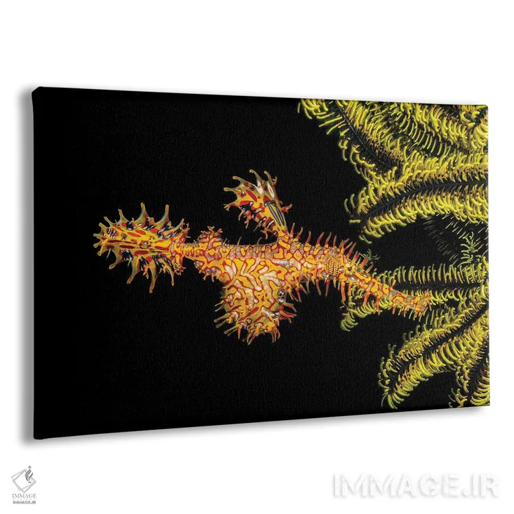 تابلو Solenostomus Paradoxus, Holding Its Egg Mass In Pouch Below Its Abdomen,یک ماهی لولهای روحآلود تزئینی ماده (Solenostomus paradoxus) که تخمهایش را در کیسه زیر شکمش نگه میدارد اثر دیوید فلیتهام - نمای پرسپکتیو محصول