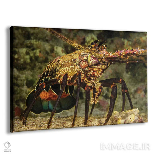 تابلو Panulirus Marginatus, Carrying A Tail Full Of Eggs, Hawaii,یک خرچنگدریایی خاردار نواری ماده (Panulirus marginatus) با دمی پر از تخم، هاوایی اثر دیوید فلیتهام - نمای پرسپکتیو محصول