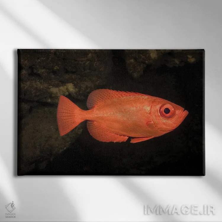 تابلو Heteropriacanthus Cruentatus, Hawaii,یک اسنپر چشمدرشت معمولی (Heteropriacanthus cruentatus)، هاوایی اثر دیوید فلیتهام - نمای روبهرو روی دیوار