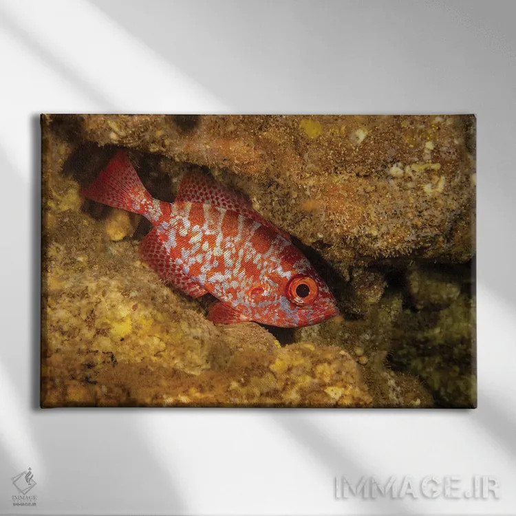 تابلو Heteropriacanthus Cruentatus, In A Cavern During The Day In Hawaii,یک اسنپر چشمدرشت معمولی (Heteropriacanthus cruentatus) در غاری در طول روز، هاوایی اثر دیوید فلیتهام - نمای روبهرو روی دیوار