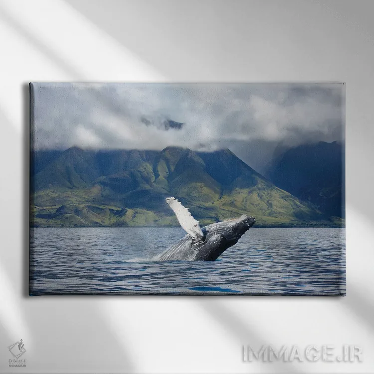 تابلو Hawaii,یک وال کوهاندار که در سواحل غربی مائوئی، هاوایی از آب بیرون میجهد اثر دیوید فلیتهام - نمای روبهرو روی دیوار