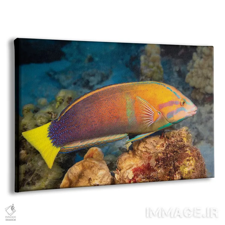 تابلو Coris Gaimard, Hawaii,یک ماهی لابسته دمزرد ماده (Coris gaimard)، هاوایی اثر دیوید فلیتهام - نمای پرسپکتیو محصول