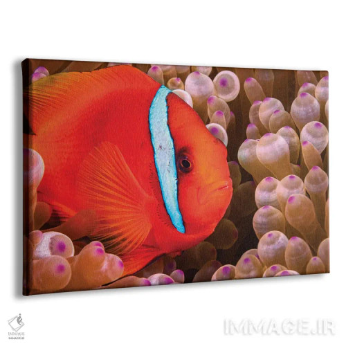 تابلو Amphiprion Frenatus, Philippines,یک ماهی دلقک گوجهای ماده (Amphiprion frenatus)، فیلیپین اثر دیوید فلیتهام - نمای پرسپکتیو محصول