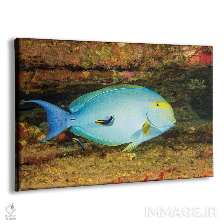 تابلو Acanthurus Xanthopterus Being Looked Over By Two Hawaiian Cleaner Wrasse, Hawaii,یک ماهی جراح بالهزرد ماده (Acanthurus xanthopterus) که توسط دو ماهی لابسته تمیزکننده هاوایی بررسی میشود، هاوایی اثر دیوید فلیتهام - نمای پرسپکتیو محصول