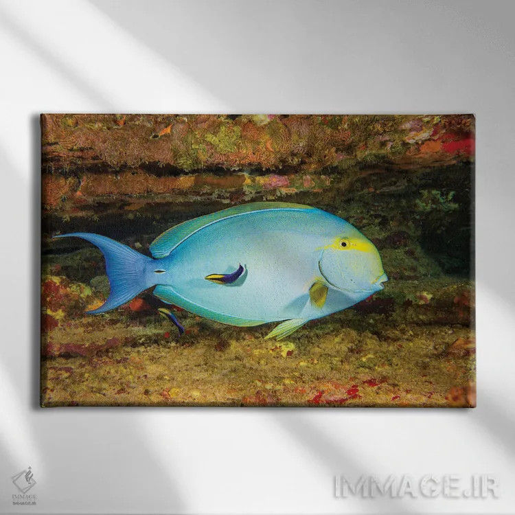 تابلو Acanthurus Xanthopterus Being Looked Over By Two Hawaiian Cleaner Wrasse, Hawaii,یک ماهی جراح بالهزرد ماده (Acanthurus xanthopterus) که توسط دو ماهی لابسته تمیزکننده هاوایی بررسی میشود، هاوایی اثر دیوید فلیتهام - نمای روبهرو روی دیوار