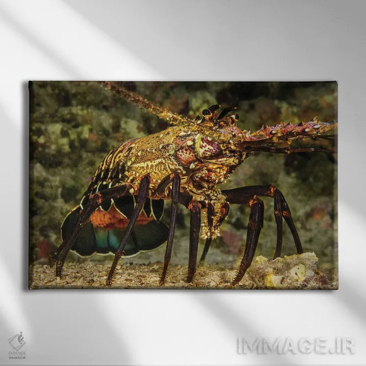 تابلو Panulirus Marginatus, Carrying A Tail Full Of Eggs, Hawaii,یک خرچنگدریایی خاردار نواری ماده (Panulirus marginatus) با دمی پر از تخم، هاوایی اثر دیوید فلیتهام - نمای روبهرو روی دیوار
