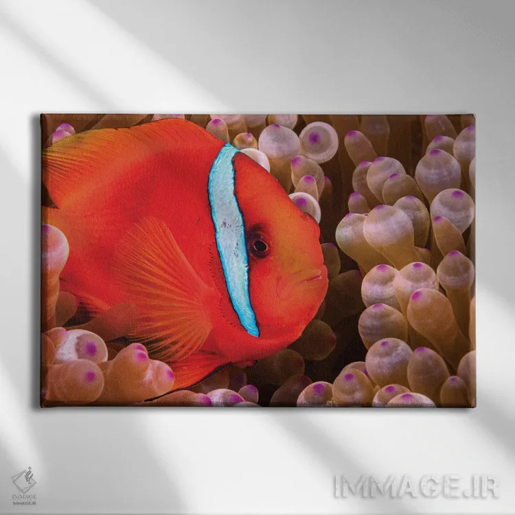 تابلو Amphiprion Frenatus, Philippines,یک ماهی دلقک گوجهای ماده (Amphiprion frenatus)، فیلیپین اثر دیوید فلیتهام - نمای روبهرو روی دیوار