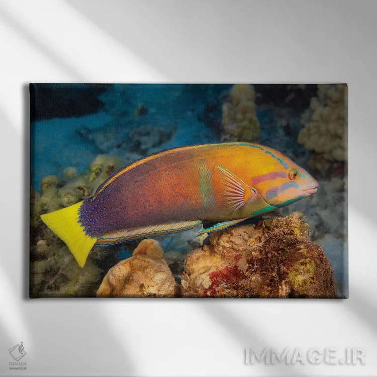 تابلو Coris Gaimard, Hawaii,یک ماهی لابسته دمزرد ماده (Coris gaimard)، هاوایی اثر دیوید فلیتهام - نمای روبهرو روی دیوار