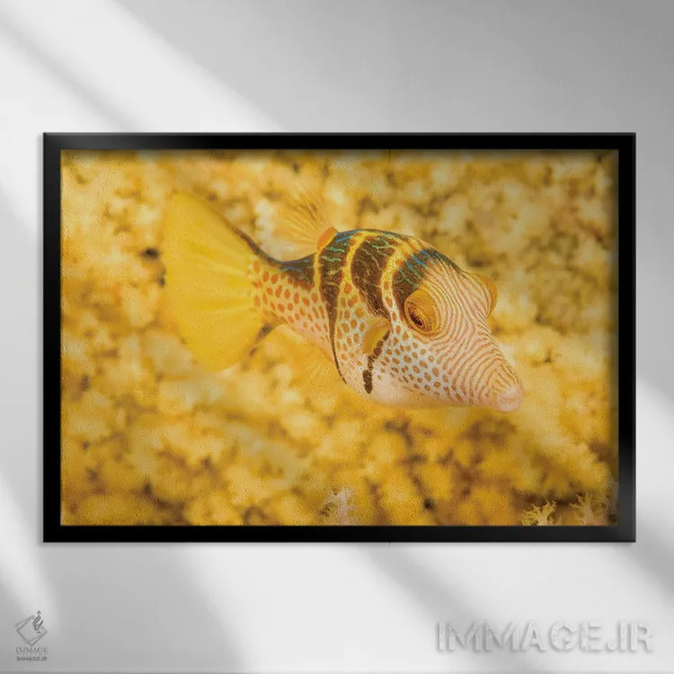 تابلو Canthigaster Axiologus, In Front Of A Yellow Gorgonian Sea Fan, Philippines,یک ماهی بادکنکی تاجدار (Canthigaster axiologus) در مقابل یک بادبزن دریایی گورگونیان زرد، فیلیپین اثر دیوید فلیتهام - نمای قابدار مشکی