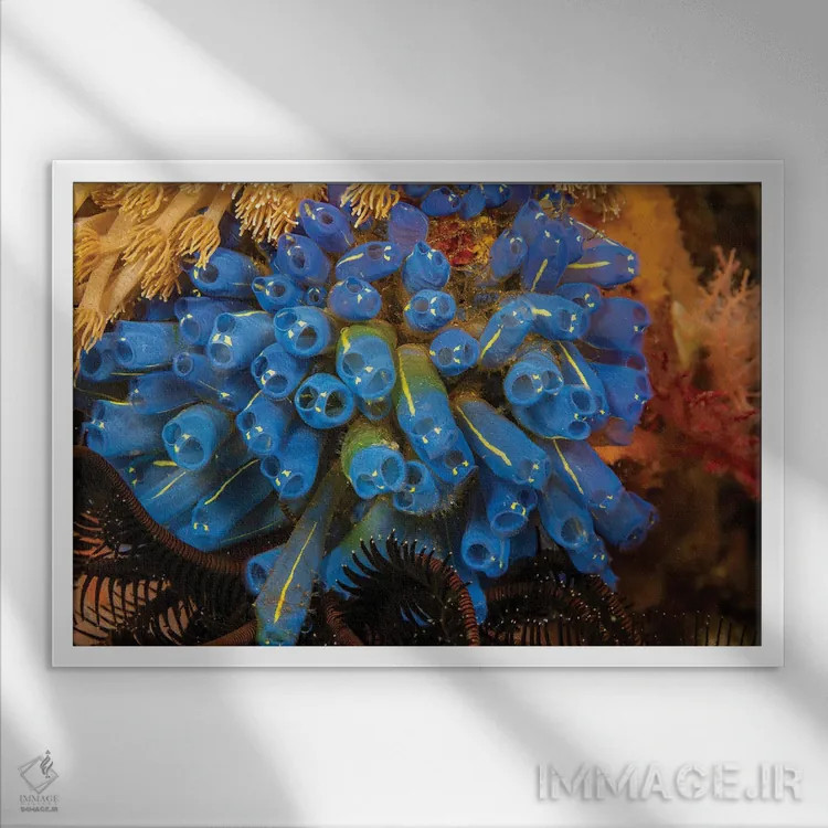 تابلو Clavelina Robusta, Also Known As Sea Squirts, Or Ascidians, Philippines,کلنیای از تونیکاتها (Clavelina robusta) که به نام فوارههای دریایی یا آسیباورها نیز شناخته میشوند، فیلیپین اثر دیوید فلیتهام - نمای قابدار سفید