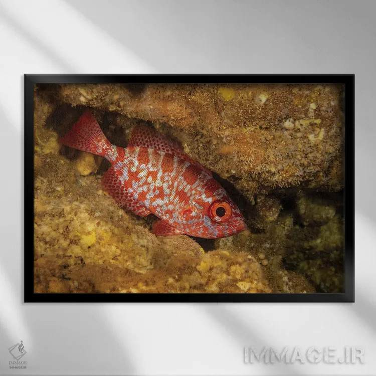 تابلو Heteropriacanthus Cruentatus, In A Cavern During The Day In Hawaii,یک اسنپر چشمدرشت معمولی (Heteropriacanthus cruentatus) در غاری در طول روز، هاوایی اثر دیوید فلیتهام - نمای قابدار مشکی