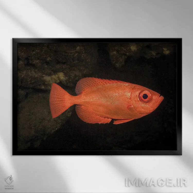 تابلو Heteropriacanthus Cruentatus, Hawaii,یک اسنپر چشمدرشت معمولی (Heteropriacanthus cruentatus)، هاوایی اثر دیوید فلیتهام - نمای قابدار مشکی