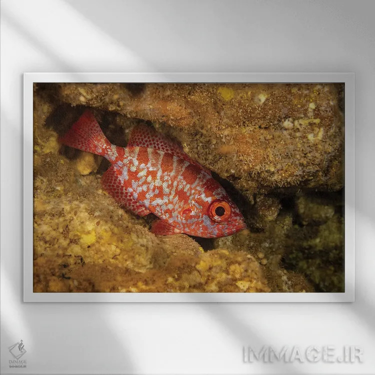 تابلو Heteropriacanthus Cruentatus, In A Cavern During The Day In Hawaii,یک اسنپر چشمدرشت معمولی (Heteropriacanthus cruentatus) در غاری در طول روز، هاوایی اثر دیوید فلیتهام - نمای قابدار سفید