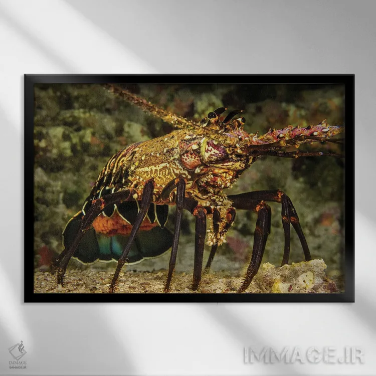 تابلو Panulirus Marginatus, Carrying A Tail Full Of Eggs, Hawaii,یک خرچنگدریایی خاردار نواری ماده (Panulirus marginatus) با دمی پر از تخم، هاوایی اثر دیوید فلیتهام - نمای قابدار مشکی