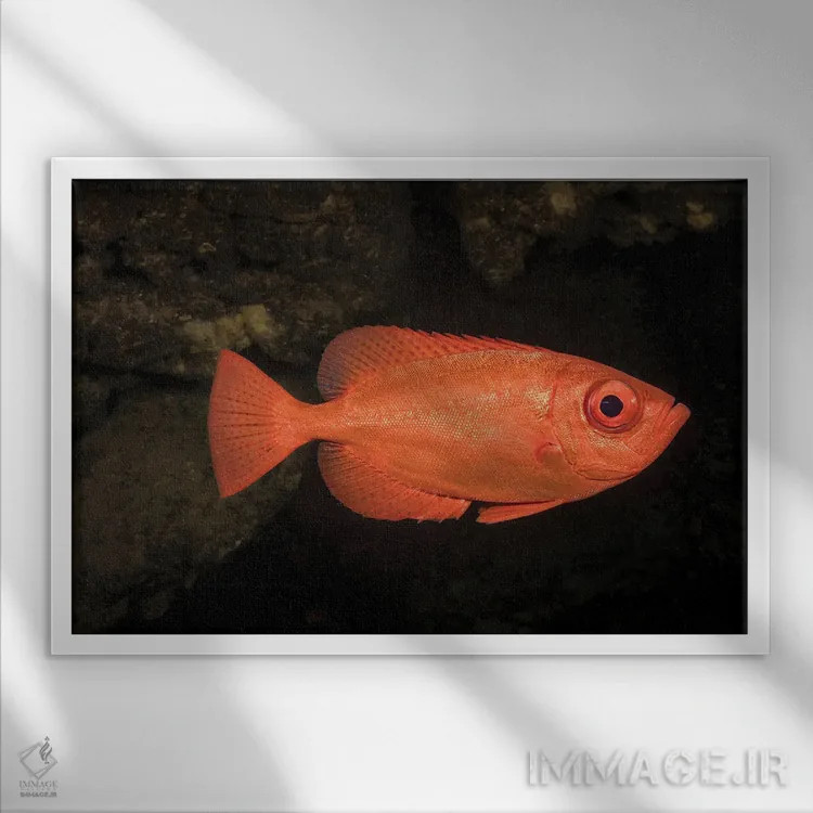 تابلو Heteropriacanthus Cruentatus, Hawaii,یک اسنپر چشمدرشت معمولی (Heteropriacanthus cruentatus)، هاوایی اثر دیوید فلیتهام - نمای قابدار سفید