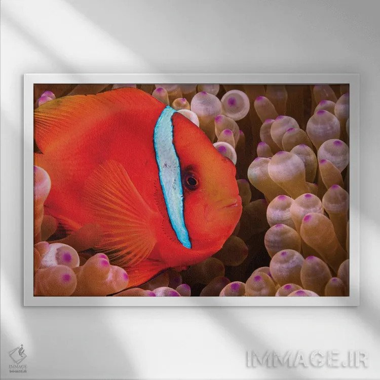 تابلو Amphiprion Frenatus, Philippines,یک ماهی دلقک گوجهای ماده (Amphiprion frenatus)، فیلیپین اثر دیوید فلیتهام - نمای قابدار سفید