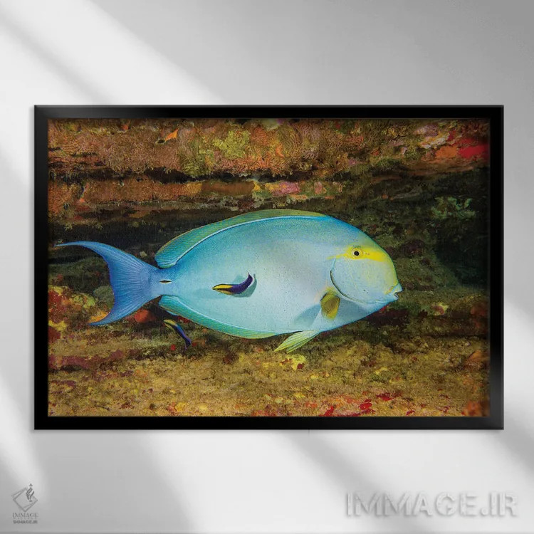 تابلو Acanthurus Xanthopterus Being Looked Over By Two Hawaiian Cleaner Wrasse, Hawaii,یک ماهی جراح بالهزرد ماده (Acanthurus xanthopterus) که توسط دو ماهی لابسته تمیزکننده هاوایی بررسی میشود، هاوایی اثر دیوید فلیتهام - نمای قابدار مشکی