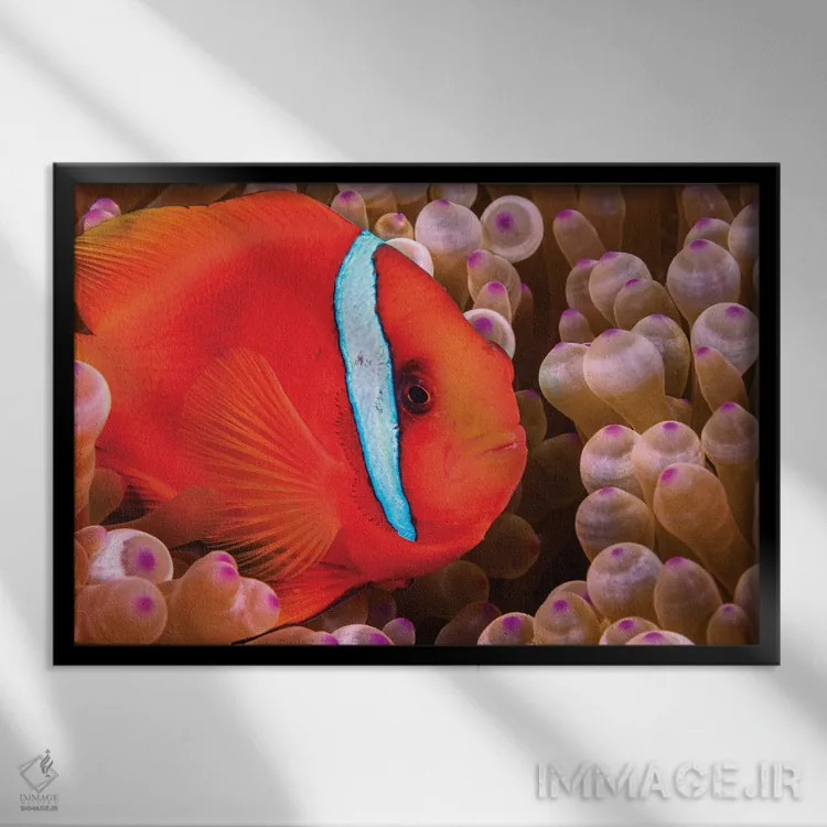 تابلو Amphiprion Frenatus, Philippines,یک ماهی دلقک گوجهای ماده (Amphiprion frenatus)، فیلیپین اثر دیوید فلیتهام - نمای قابدار مشکی