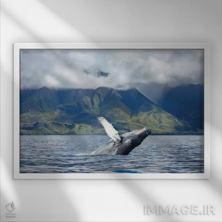 تابلو Hawaii,یک وال کوهاندار که در سواحل غربی مائوئی، هاوایی از آب بیرون میجهد اثر دیوید فلیتهام - نمای قابدار سفید