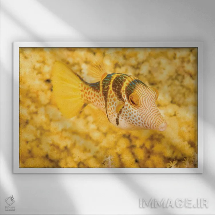 تابلو Canthigaster Axiologus, In Front Of A Yellow Gorgonian Sea Fan, Philippines,یک ماهی بادکنکی تاجدار (Canthigaster axiologus) در مقابل یک بادبزن دریایی گورگونیان زرد، فیلیپین اثر دیوید فلیتهام - نمای قابدار سفید