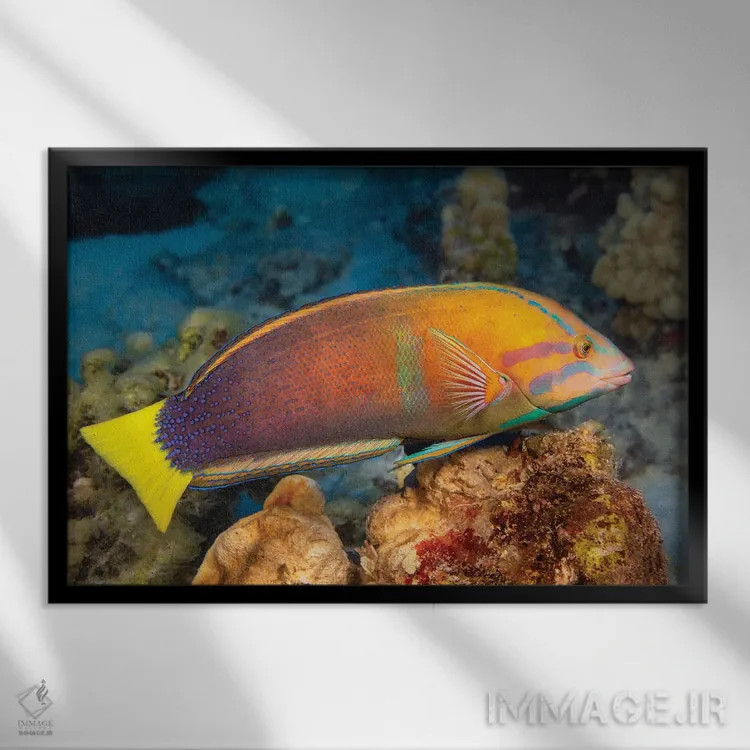 تابلو Coris Gaimard, Hawaii,یک ماهی لابسته دمزرد ماده (Coris gaimard)، هاوایی اثر دیوید فلیتهام - نمای قابدار مشکی