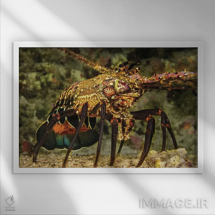 تابلو Panulirus Marginatus, Carrying A Tail Full Of Eggs, Hawaii,یک خرچنگدریایی خاردار نواری ماده (Panulirus marginatus) با دمی پر از تخم، هاوایی اثر دیوید فلیتهام - نمای قابدار سفید