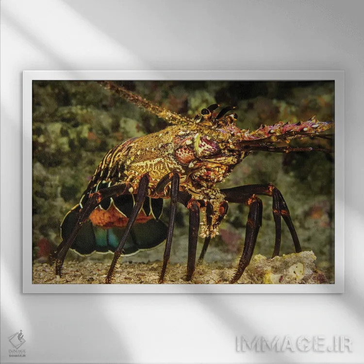 تابلو Panulirus Marginatus, Carrying A Tail Full Of Eggs, Hawaii,یک خرچنگدریایی خاردار نواری ماده (Panulirus marginatus) با دمی پر از تخم، هاوایی اثر دیوید فلیتهام - نمای قابدار سفید