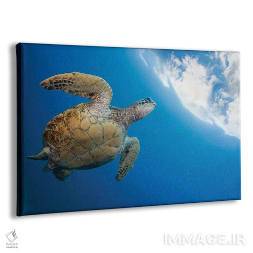 تابلو Chelonia Mydas, Heads To The Surface For A Breath, Hawaii,یک لاکپشت سبز دریایی (Chelonia mydas) که برای تنفس به سطح میآید، هاوایی اثر دیوید فلیتهام - نمای پرسپکتیو محصول