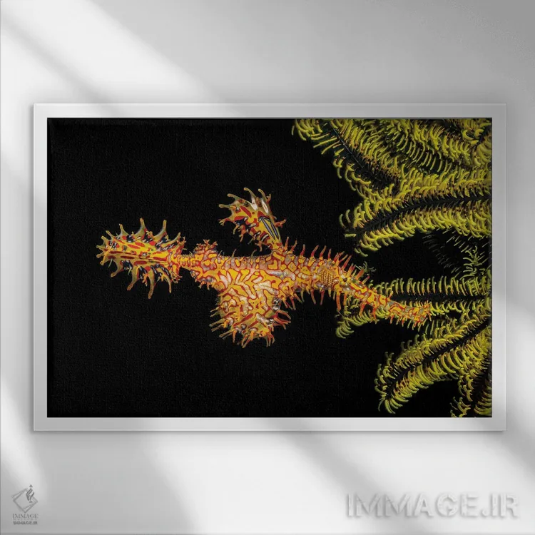 تابلو Solenostomus Paradoxus, Holding Its Egg Mass In Pouch Below Its Abdomen,یک ماهی لولهای روحآلود تزئینی ماده (Solenostomus paradoxus) که تخمهایش را در کیسه زیر شکمش نگه میدارد اثر دیوید فلیتهام - نمای قابدار سفید