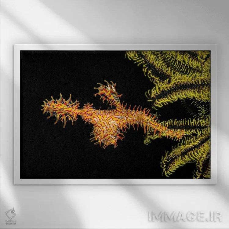 تابلو Solenostomus Paradoxus, Holding Its Egg Mass In Pouch Below Its Abdomen,یک ماهی لولهای روحآلود تزئینی ماده (Solenostomus paradoxus) که تخمهایش را در کیسه زیر شکمش نگه میدارد اثر دیوید فلیتهام - نمای قابدار سفید