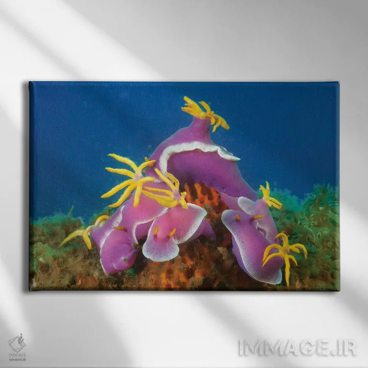 تابلو Hypselodoris Apolegma, Komodo, Indonesia,گردهمایی از حلزوندریاییهای هیپسلُدوریز با حاشیه ردایی (Hypselodoris apolegma)، کومودو، اندونزی اثر دیوید فلیتهام - نمای روبهرو روی دیوار