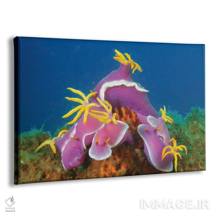 تابلو Hypselodoris Apolegma, Komodo, Indonesia,گردهمایی از حلزوندریاییهای هیپسلُدوریز با حاشیه ردایی (Hypselodoris apolegma)، کومودو، اندونزی اثر دیوید فلیتهام - نمای پرسپکتیو محصول