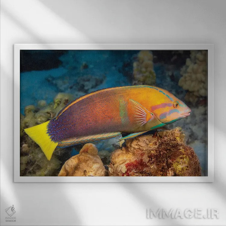 تابلو Coris Gaimard, Hawaii,یک ماهی لابسته دمزرد ماده (Coris gaimard)، هاوایی اثر دیوید فلیتهام - نمای قابدار سفید