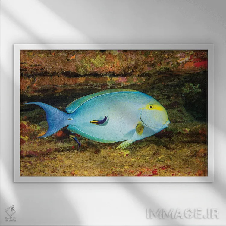 تابلو Acanthurus Xanthopterus Being Looked Over By Two Hawaiian Cleaner Wrasse, Hawaii,یک ماهی جراح بالهزرد ماده (Acanthurus xanthopterus) که توسط دو ماهی لابسته تمیزکننده هاوایی بررسی میشود، هاوایی اثر دیوید فلیتهام - نمای قابدار سفید