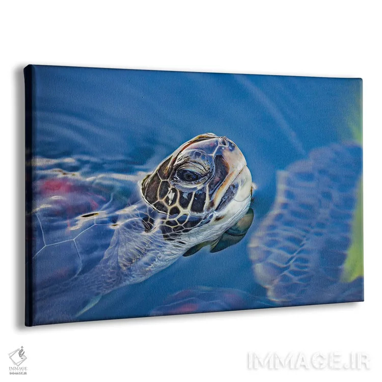 تابلو Chelonia Mydas, Lifts Its Head For A Breath Off Maui, Hawaii,یک لاکپشت سبز دریایی (Chelonia mydas) که سرش را برای تنفس در سواحل مائوئی، هاوایی بالا میآورد اثر دیوید فلیتهام - نمای پرسپکتیو محصول