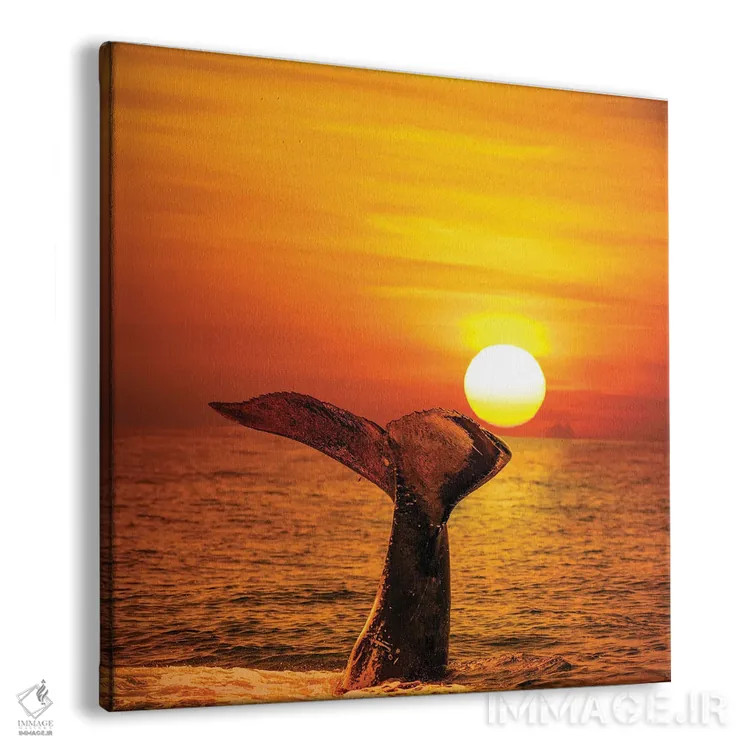 تابلو Hawaii,یک وال کوهاندار که دمش را در هنگام غروب در هاوایی به هوا بلند میکند اثر دیوید فلیتهام - نمای پرسپکتیو محصول