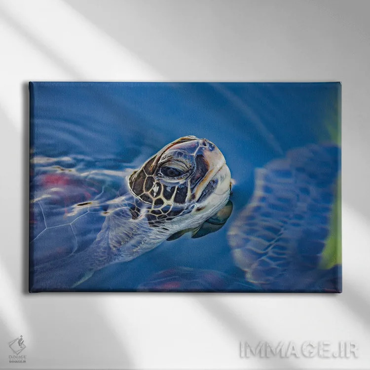 تابلو Chelonia Mydas, Lifts Its Head For A Breath Off Maui, Hawaii,یک لاکپشت سبز دریایی (Chelonia mydas) که سرش را برای تنفس در سواحل مائوئی، هاوایی بالا میآورد اثر دیوید فلیتهام - نمای روبهرو روی دیوار