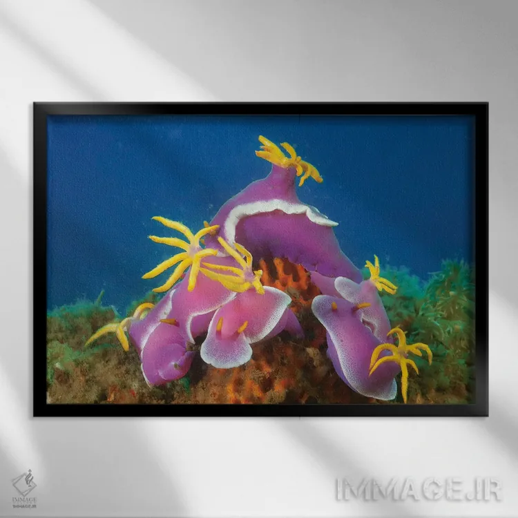 تابلو Hypselodoris Apolegma, Komodo, Indonesia,گردهمایی از حلزوندریاییهای هیپسلُدوریز با حاشیه ردایی (Hypselodoris apolegma)، کومودو، اندونزی اثر دیوید فلیتهام - نمای قابدار مشکی