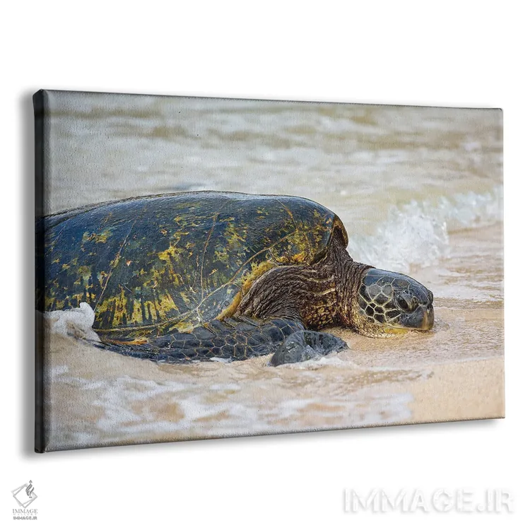 تابلو Chelonia Mydas, Makes It's Way From The Pacific Ocean Onto The Beach, Maui, Hawaii,یک لاک‌پشت سبز دریایی (Chelonia mydas) که از اقیانوس آرام به ساحل مائوئی، هاوایی می‌آید اثر دیوید فلیتهام - نمای پرسپکتیو محصول