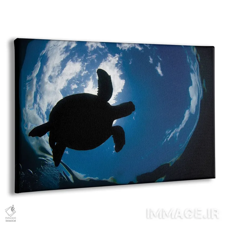 تابلو Chelonia Mydas, Surfaces For A Breath Off The Coast Of Maui,یک لاکپشت سبز دریایی (Chelonia mydas) که در سواحل مائوئی برای تنفس به سطح میآید اثر دیوید فلیتهام - نمای پرسپکتیو محصول