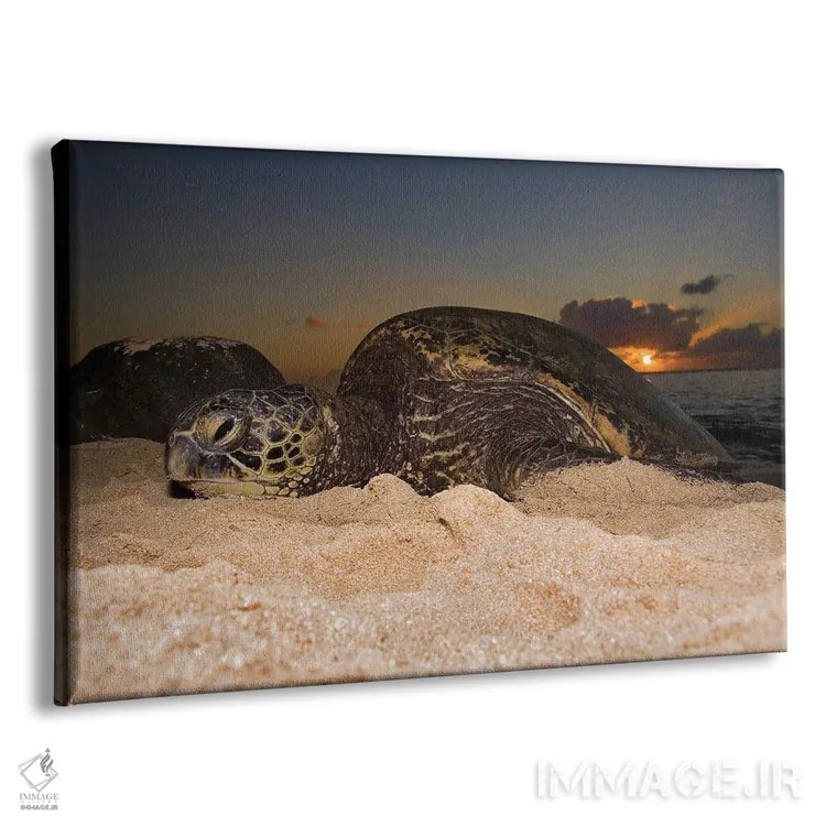 تابلو Chelonia Mydas, Resting On A Beach At Sunset On The North Shore Of Oahu, Hawaii,یک لاکپشت سبز دریایی (Chelonia mydas) که هنگام غروب روی ساحل در ساحل شمالی اوآهو، هاوایی استراحت میکند اثر دیوید فلیتهام - نمای پرسپکتیو محصول
