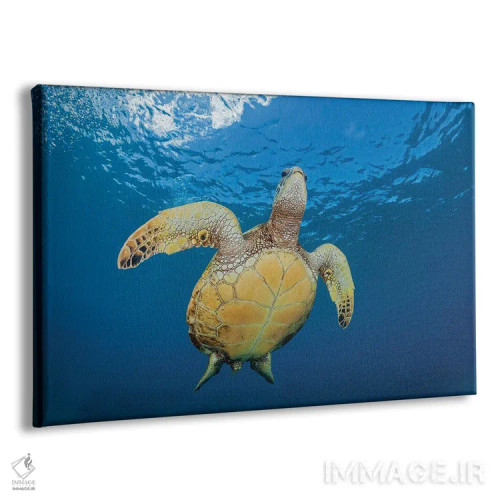 تابلو Chelonia Mydas, Makes It's Way To The Surface Off Maui, Hawaii,یک لاکپشت سبز دریایی (Chelonia mydas) که به سمت سطح در سواحل مائوئی، هاوایی شنا میکند اثر دیوید فلیتهام - نمای پرسپکتیو محصول