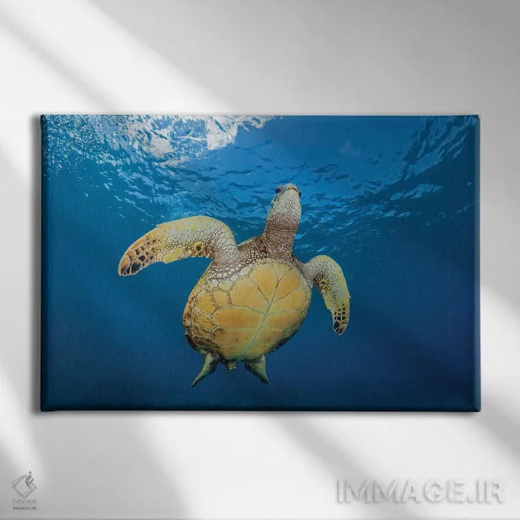 تابلو Chelonia Mydas, Makes It's Way To The Surface Off Maui, Hawaii,یک لاکپشت سبز دریایی (Chelonia mydas) که به سمت سطح در سواحل مائوئی، هاوایی شنا میکند اثر دیوید فلیتهام - نمای روبهرو روی دیوار