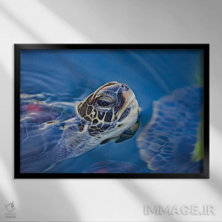 تابلو Chelonia Mydas, Lifts Its Head For A Breath Off Maui, Hawaii,یک لاکپشت سبز دریایی (Chelonia mydas) که سرش را برای تنفس در سواحل مائوئی، هاوایی بالا میآورد اثر دیوید فلیتهام - نمای قابدار مشکی