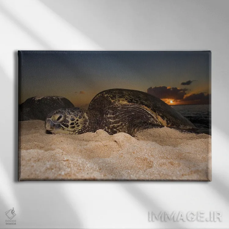 تابلو Chelonia Mydas, Resting On A Beach At Sunset On The North Shore Of Oahu, Hawaii,یک لاکپشت سبز دریایی (Chelonia mydas) که هنگام غروب روی ساحل در ساحل شمالی اوآهو، هاوایی استراحت میکند اثر دیوید فلیتهام - نمای روبهرو روی دیوار