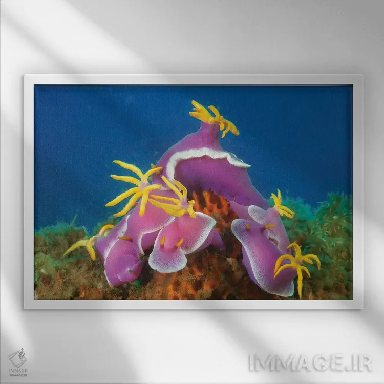 تابلو Hypselodoris Apolegma, Komodo, Indonesia,گردهمایی از حلزوندریاییهای هیپسلُدوریز با حاشیه ردایی (Hypselodoris apolegma)، کومودو، اندونزی اثر دیوید فلیتهام - نمای قابدار سفید