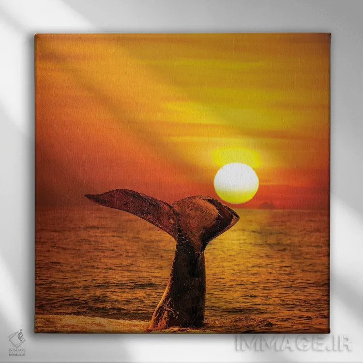 تابلو Hawaii,یک وال کوهاندار که دمش را در هنگام غروب در هاوایی به هوا بلند میکند اثر دیوید فلیتهام - نمای روبهرو روی دیوار