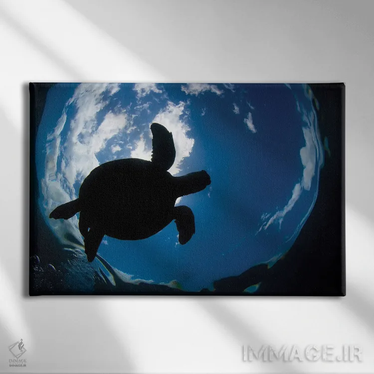 تابلو Chelonia Mydas, Surfaces For A Breath Off The Coast Of Maui,یک لاکپشت سبز دریایی (Chelonia mydas) که در سواحل مائوئی برای تنفس به سطح میآید اثر دیوید فلیتهام - نمای روبهرو روی دیوار